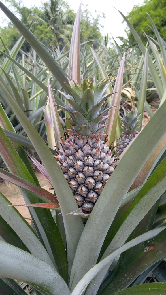 18-03-29-13-10-12-568_deco