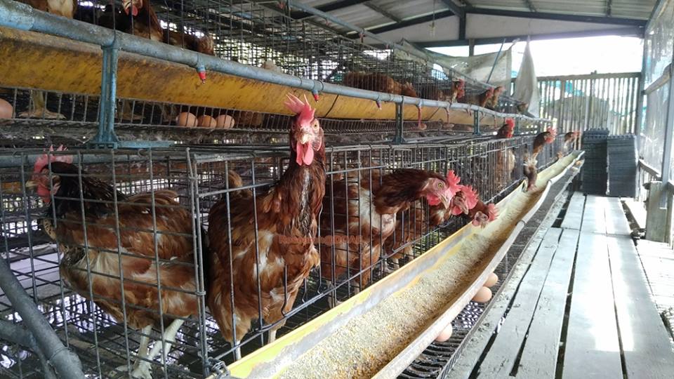 23376412_1472145032884737_5842931551164423831_n