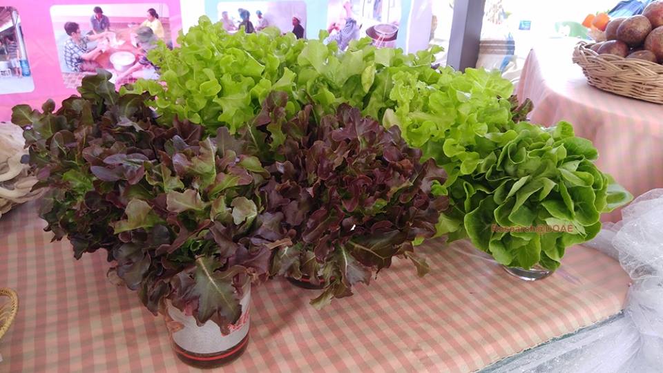 23380229_1472144232884817_6264708546757270478_n